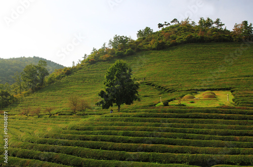 Romantic tea plantation
