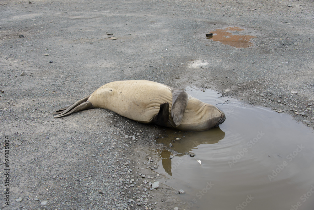 Obraz premium Elephant seal sleeping