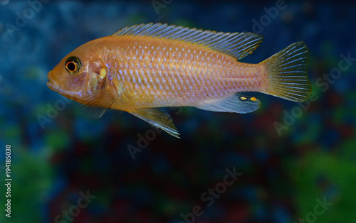 close up of a rock dwelling fish Maylandia estherae is a Pseudotrophine cichlid (Pseudotropheus estherae), Cichlidae.