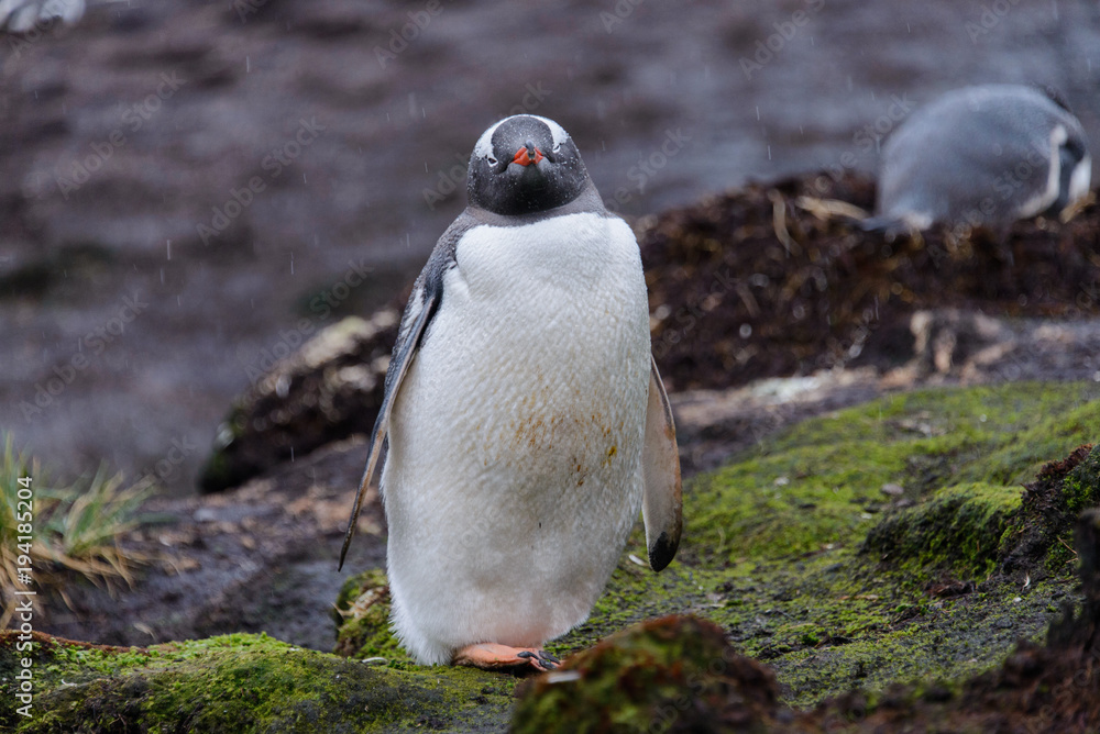 Naklejka premium Wet gentoo penguine in green grass in rainy weather