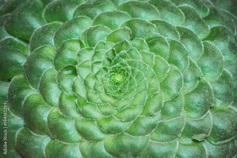 Fototapeta premium Green Cactus macro background with selective focus. Fresh green.