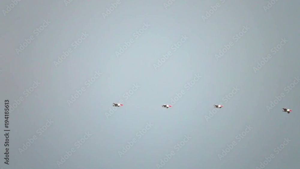 Flying flock of wild birds above water in Danube Delta
Flying flock of wild birds above water in Danube Delta