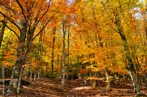 Beech forest of Montejo (Spain), the shouternmost beech forest of Europe photo