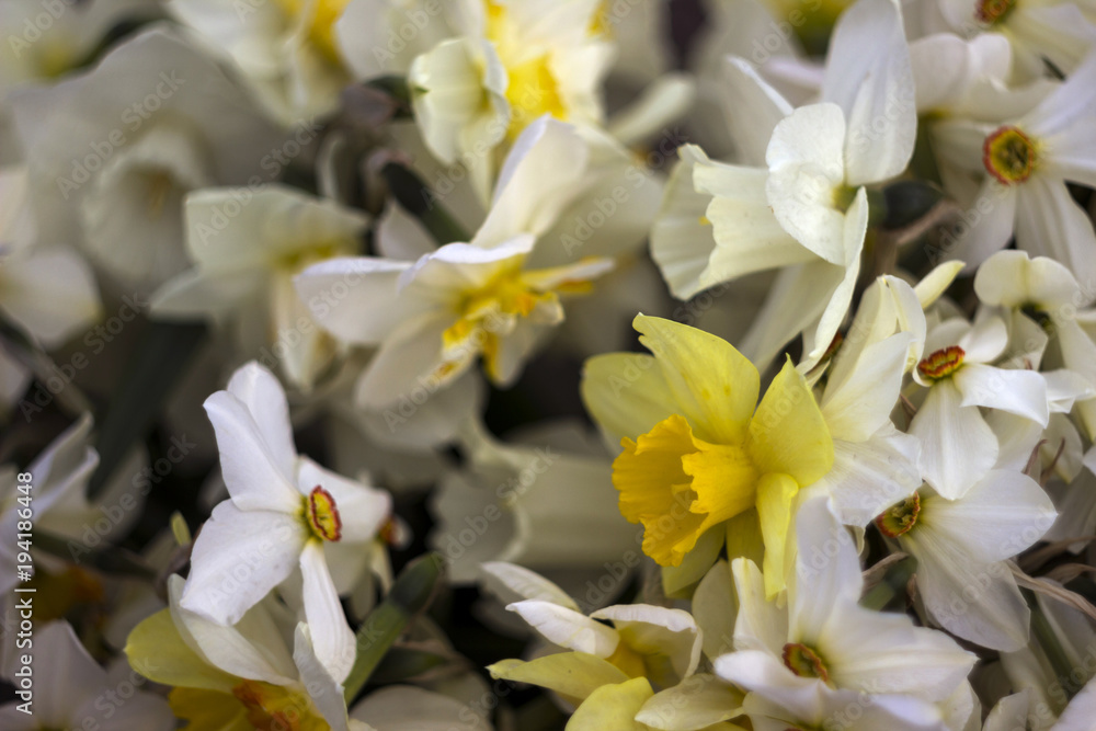 Many kinds of daffodils in a bouquet, Yellow, white daffodils in the spring. Blooming spring flowers background