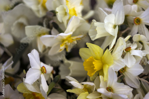 Fototapeta Naklejka Na Ścianę i Meble -  Many kinds of daffodils in a bouquet, Yellow, white daffodils in the spring. Blooming spring flowers background