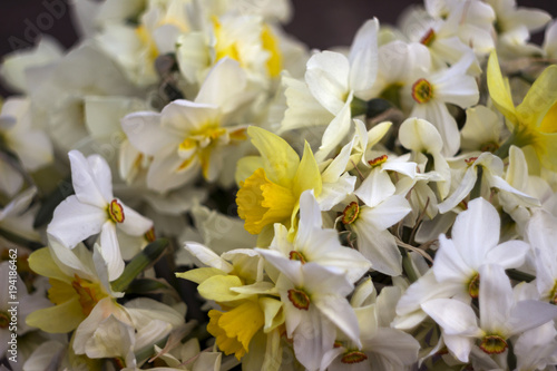 Fototapeta Naklejka Na Ścianę i Meble -  Many kinds of daffodils in a bouquet, Yellow, white daffodils in the spring. Blooming spring flowers background