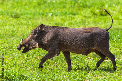 Warthogs in Tarangire National Park, Tanzania.