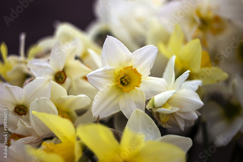 Fototapeta Naklejka Na Ścianę i Meble -  Many kinds of daffodils in a bouquet, Yellow, white daffodils in the spring. Blooming spring flowers background