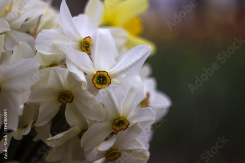 Fototapeta Naklejka Na Ścianę i Meble -  Many kinds of daffodils in a bouquet, Yellow, white daffodils in the spring. Blooming spring flowers background