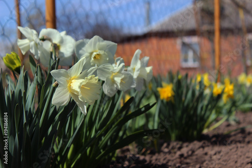 Fototapeta Naklejka Na Ścianę i Meble -  White and yellow daffodils in bloom near the fence on the background of the brick house. Spring flowers