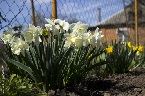 Fototapeta Naklejka Na Ścianę i Meble -  White and yellow daffodils in bloom near the fence on the background of the brick house. Spring flowers