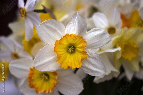 Many kinds of daffodils in a bouquet, Yellow, white daffodils in the spring. Blooming spring flowers background