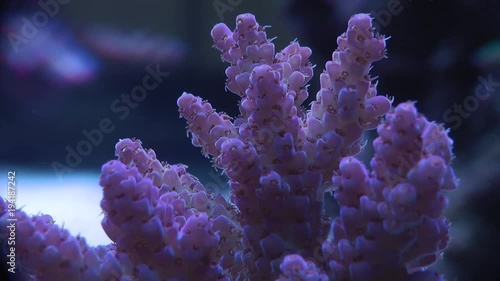 Acropora bifurcata Tischacropora oder Tischkoralle