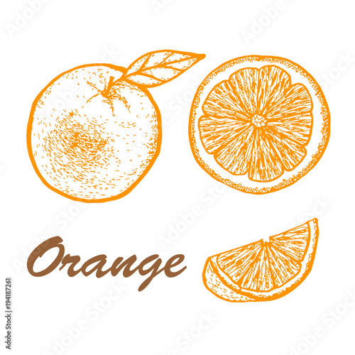 Hand drawn set of orange. Exotic tropical fruit vector drawings isolated on white background. Botanical illustration of fruits.