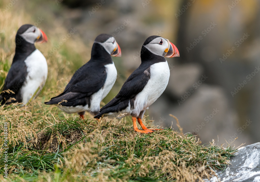 Naklejka premium The Atlantic puffin, also known as the common puffin