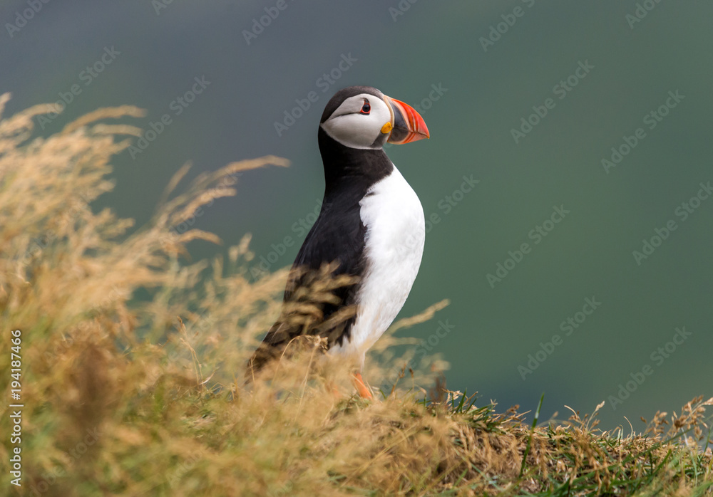 Fototapeta premium The Atlantic puffin, also known as the common puffin