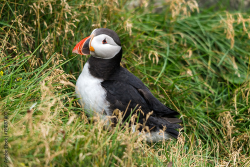 The Atlantic puffin  also known as the common puffin