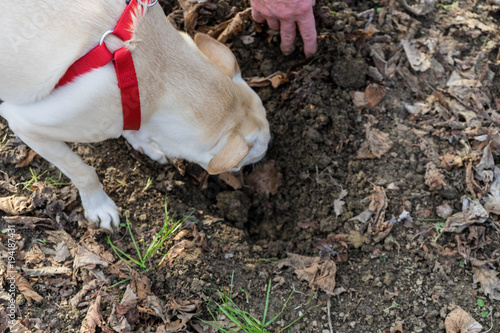 Fototapeta Naklejka Na Ścianę i Meble -  A young truffle dog in a hazel grove of the Langhe, Piedmony - Italy