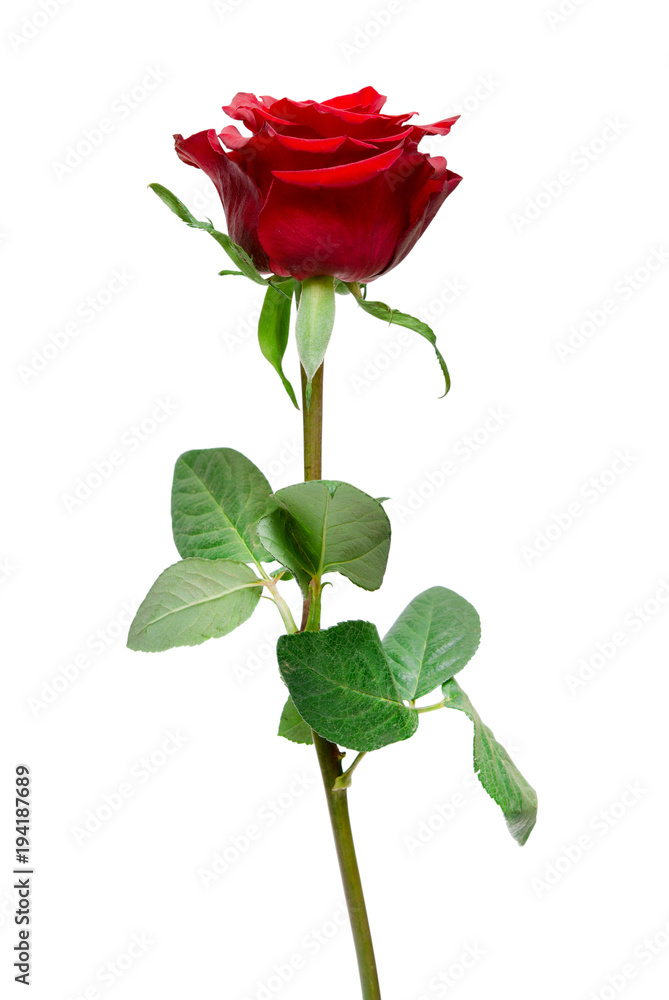 Rose flower isolated on white Rose flower isolated on white