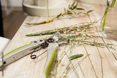Green stems with pruner in flower shop