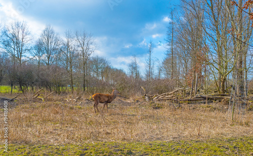 Deer in a natural park in sunlight in winter
