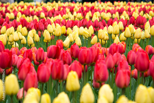 Colorful red and yellow tulips in spring.