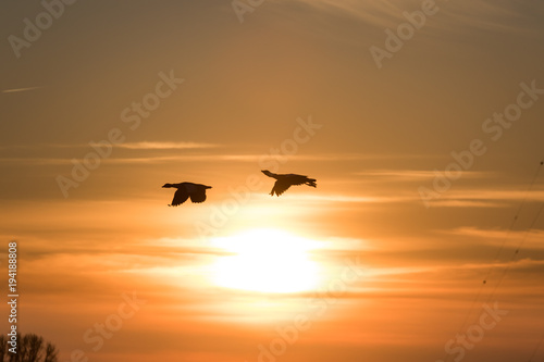 Wildg  nse im Sonnenuntergang   ber dem Rhein