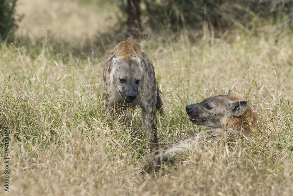Obraz premium Hyena eating, Africa