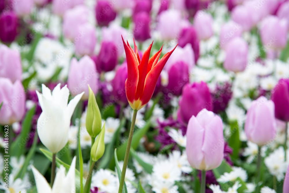 Obraz premium Blooming flowers in Keukenhof park in Netherlands, Europe