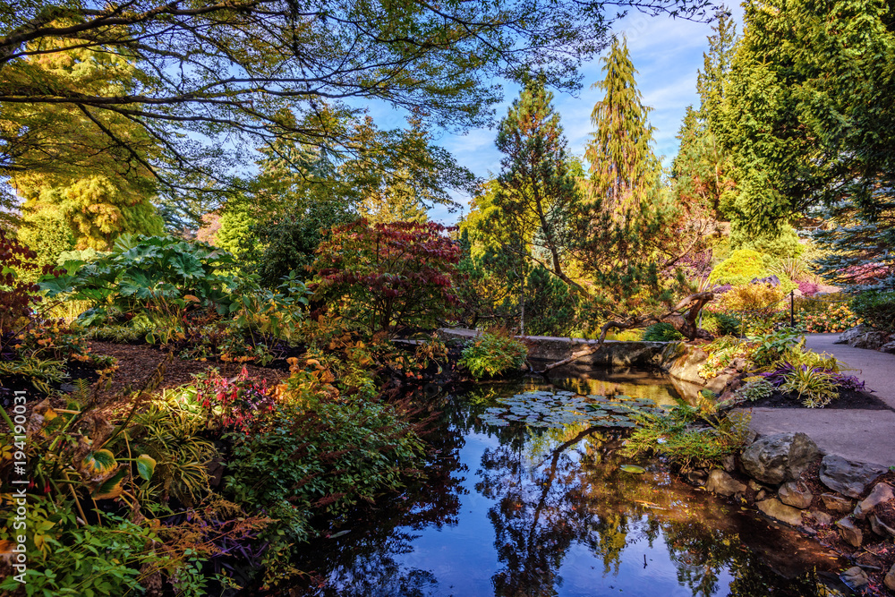 Pond with water lilies and reflection in the water among dense thickets of plants, trees and bushes