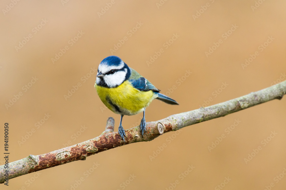 Fototapeta premium Blaumeise 22