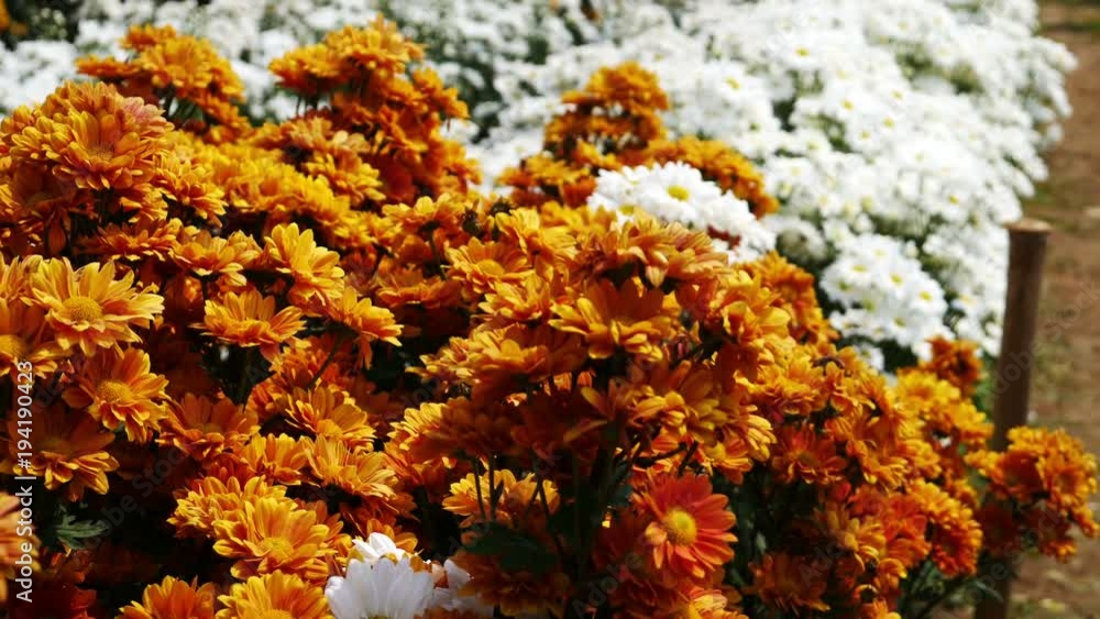 4k of Full blooming  Chrysanthemum flowers in the garden