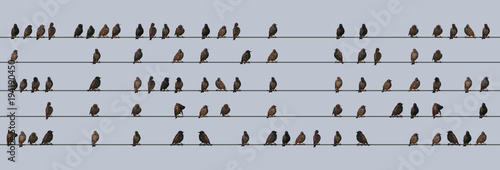 The word STARLING made from Starlings on a wire