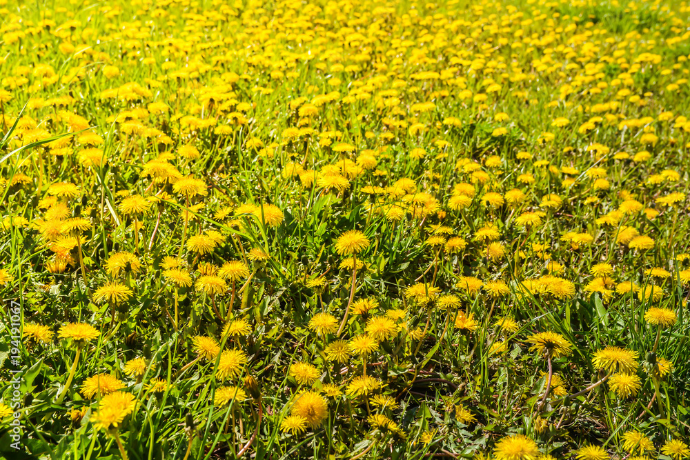 Obraz premium Field of flowering dandelions.