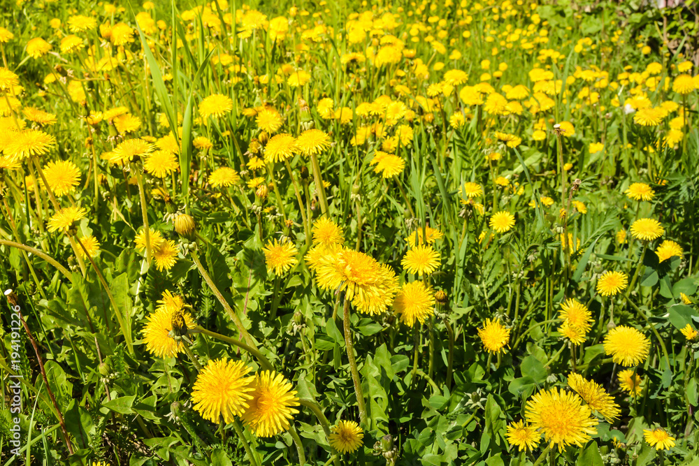 Field of flowering dandelions.