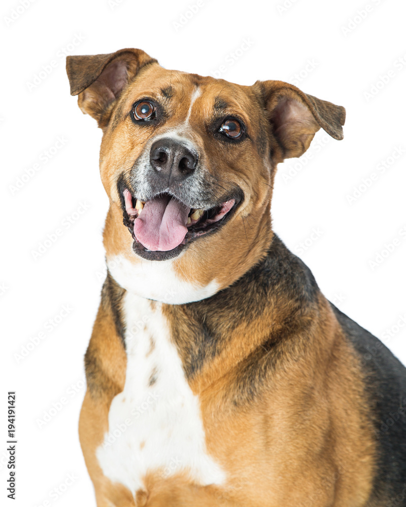 Mixed Breed Friendly Happy Dog