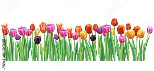 Border with multicolor vector tulips