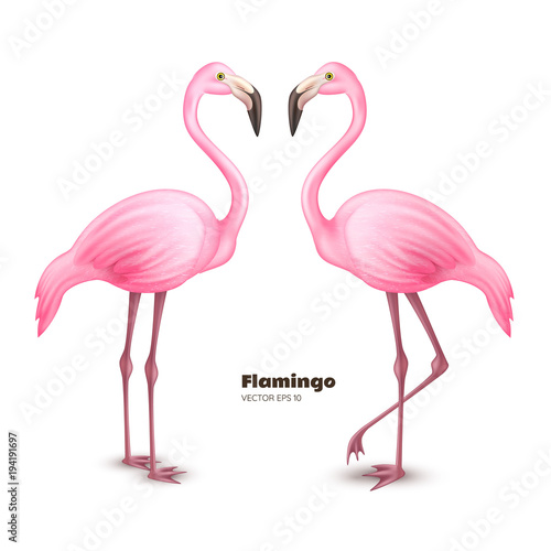 Vector realistic 3d pink flamingo set