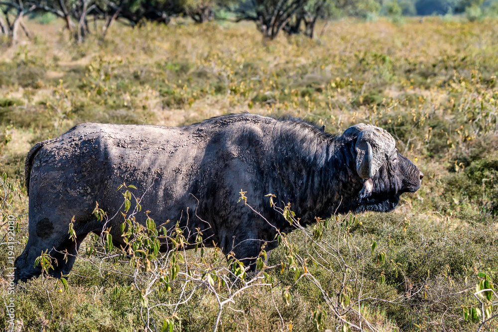 African buffalo or Syncerus caffer in savannah