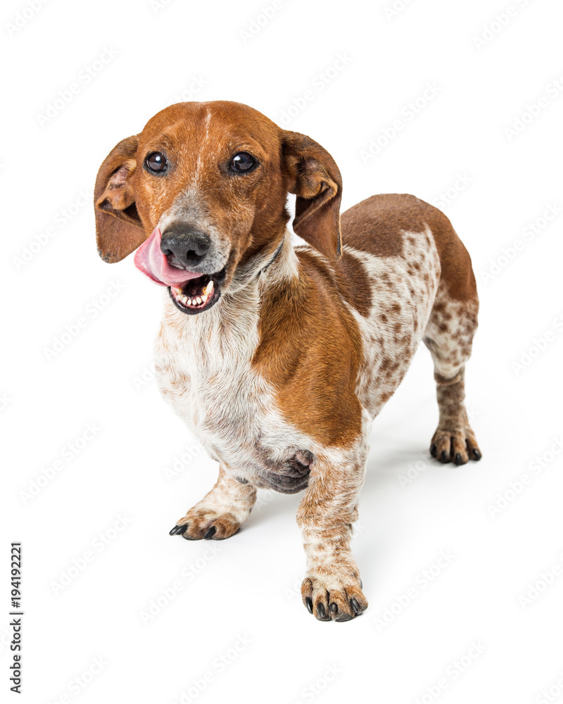 Small Breed Hungry Dog Tongue Out