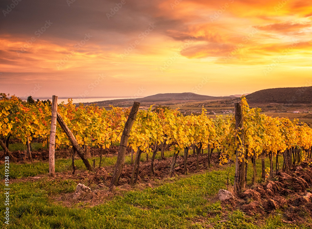 Colorful sunset over vineyards at lake Balaton, Hungary