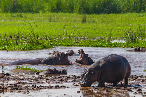 Hippopotamus. Lake Manyara National Reserve Tanzania.