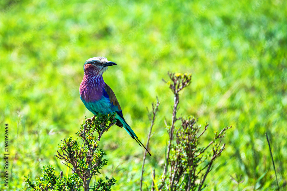 Lilac-breasted roller or Coracias caudatus Lilac-breasted roller or Coracias caudatus