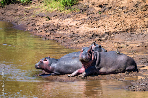 Close hippo or Hippopotamus amphibius by water © Yakov