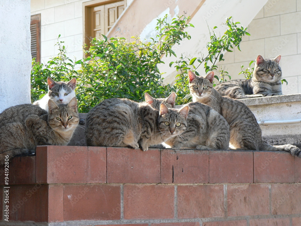 Naklejka premium A group of european cats is looking to you