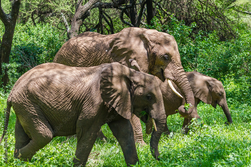 Fototapeta premium Wild elephant at Lake Manyara National Park. Tanzania.
