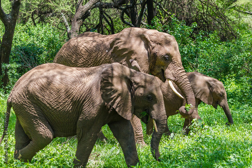 Wild elephant at Lake Manyara National Park. Tanzania.