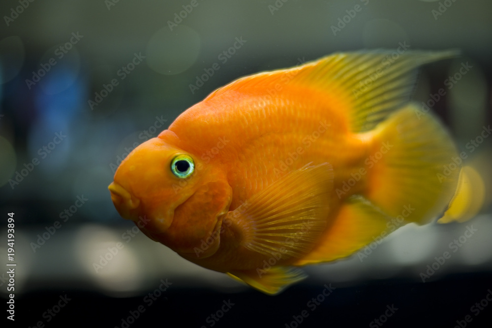 Goldfisch Goldfisch