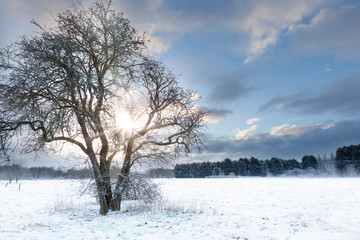 Tableau sur plexiglas Hiver Arbre nu au lever du soleil hivernal  © mreco