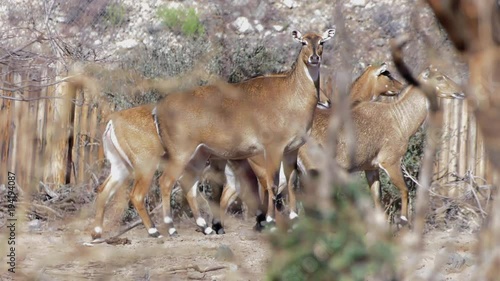 nilgai antelope females walking in bush along property fence slow motion photo